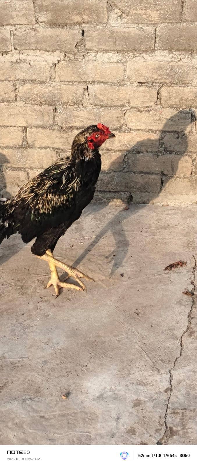 High Quality bird 5