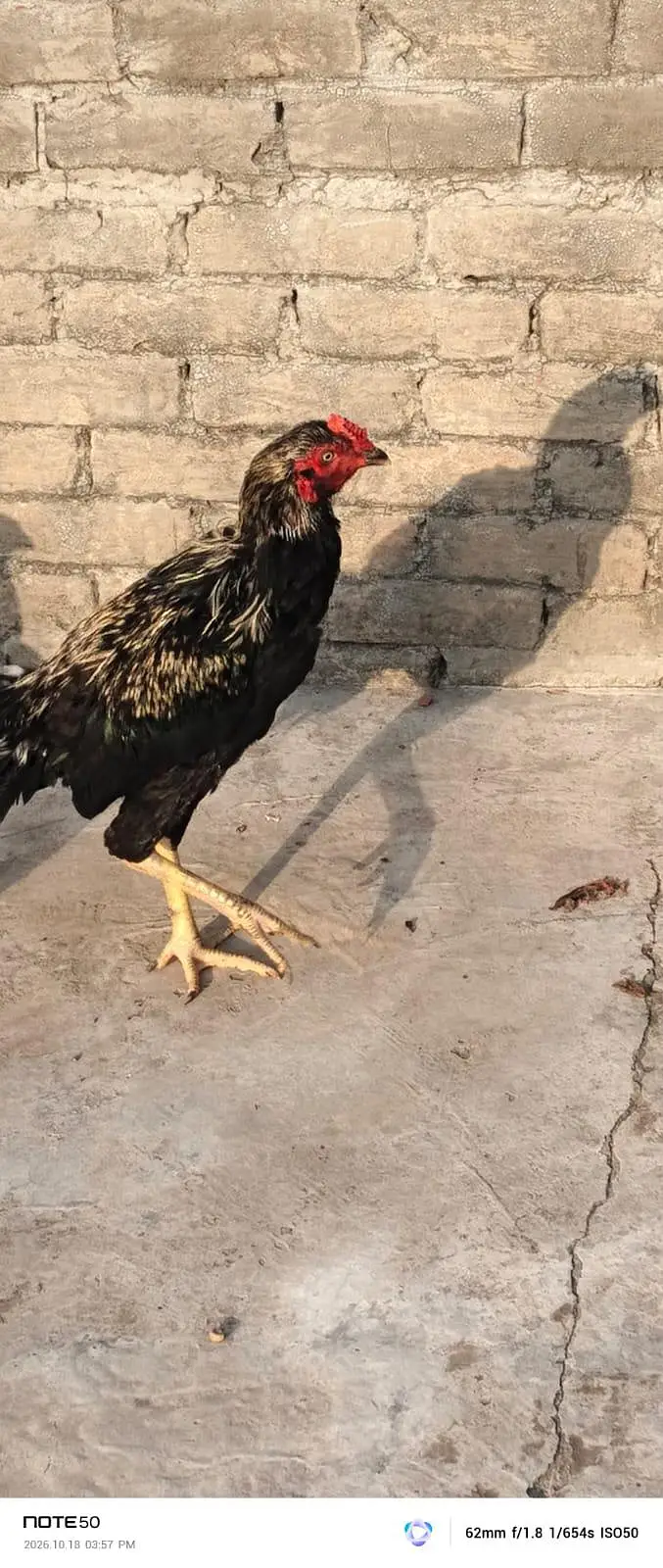 High Quality bird — photo 6