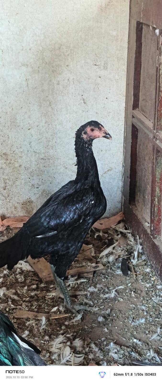 High Quality bird 8
