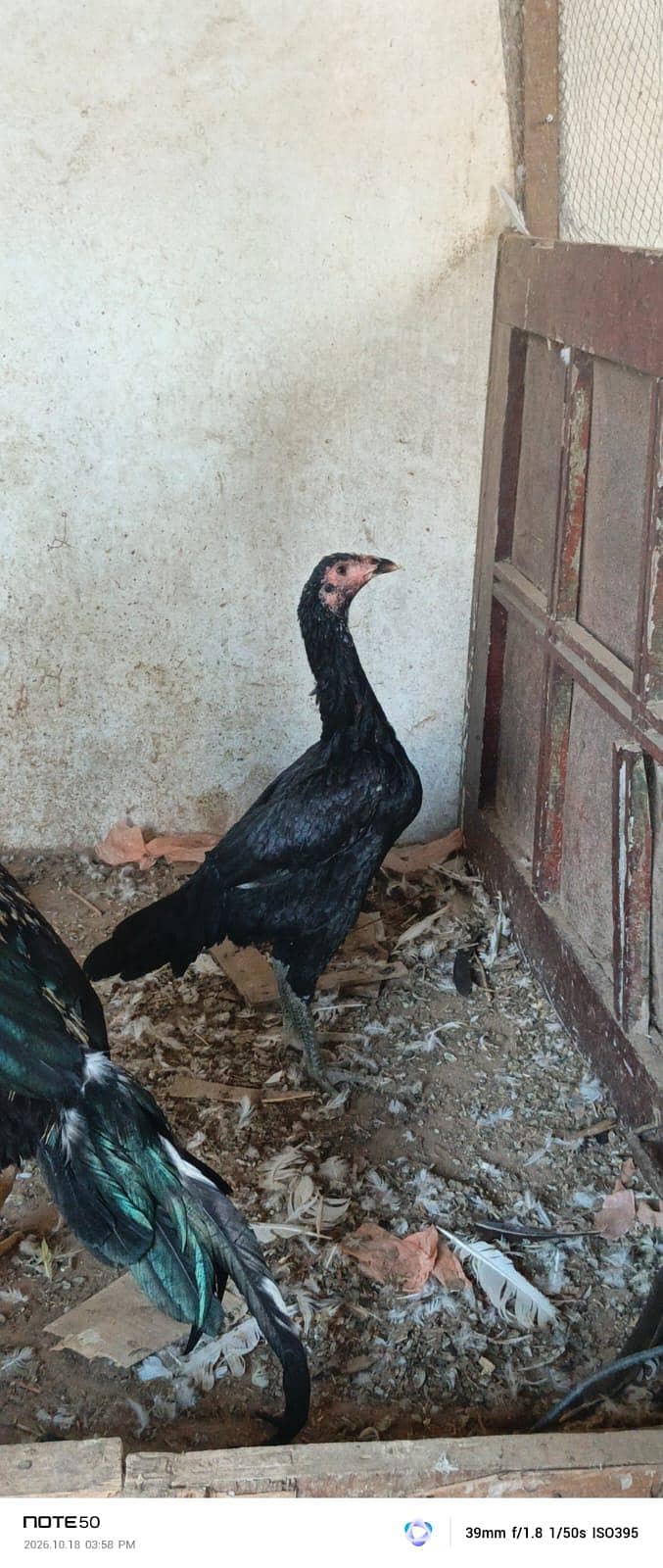 High Quality bird 9