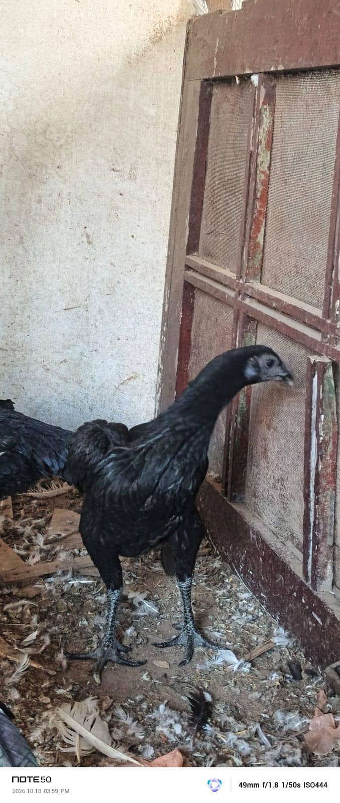 High Quality bird 10