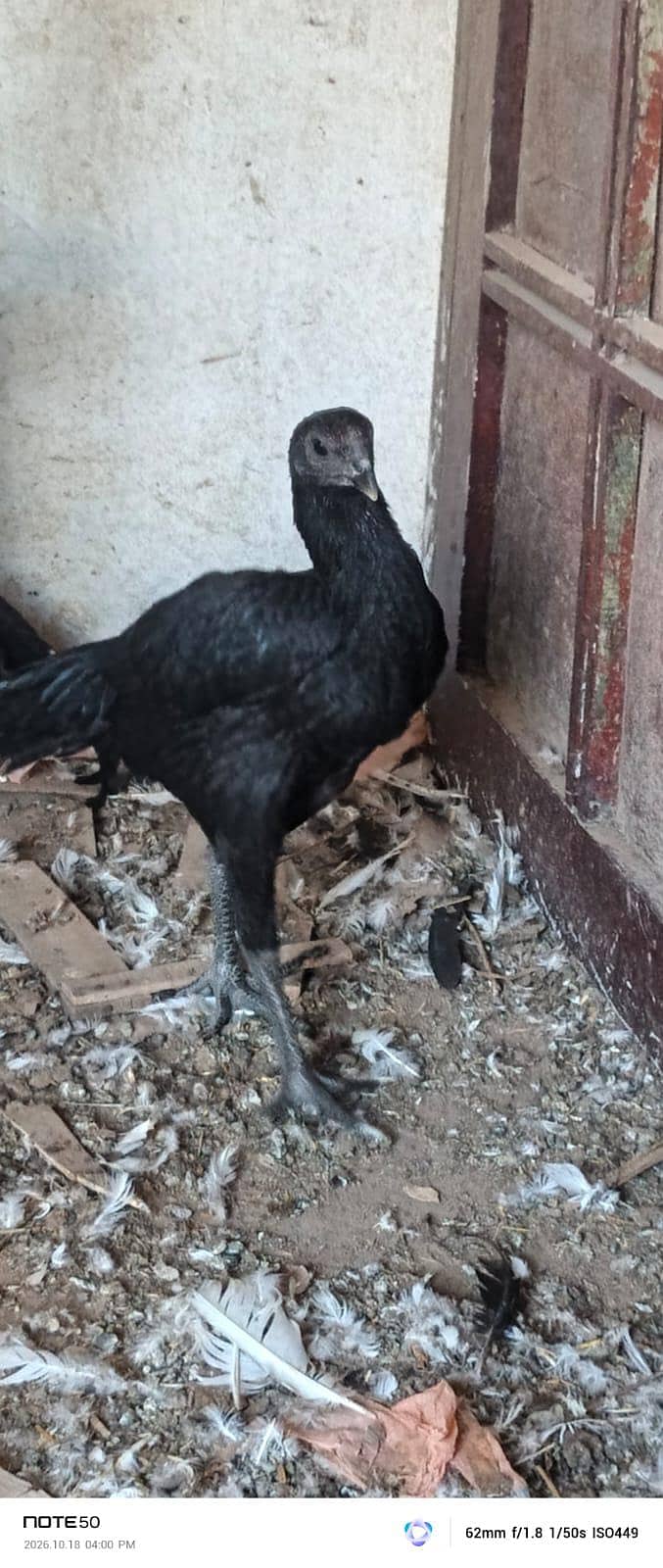 High Quality bird 11