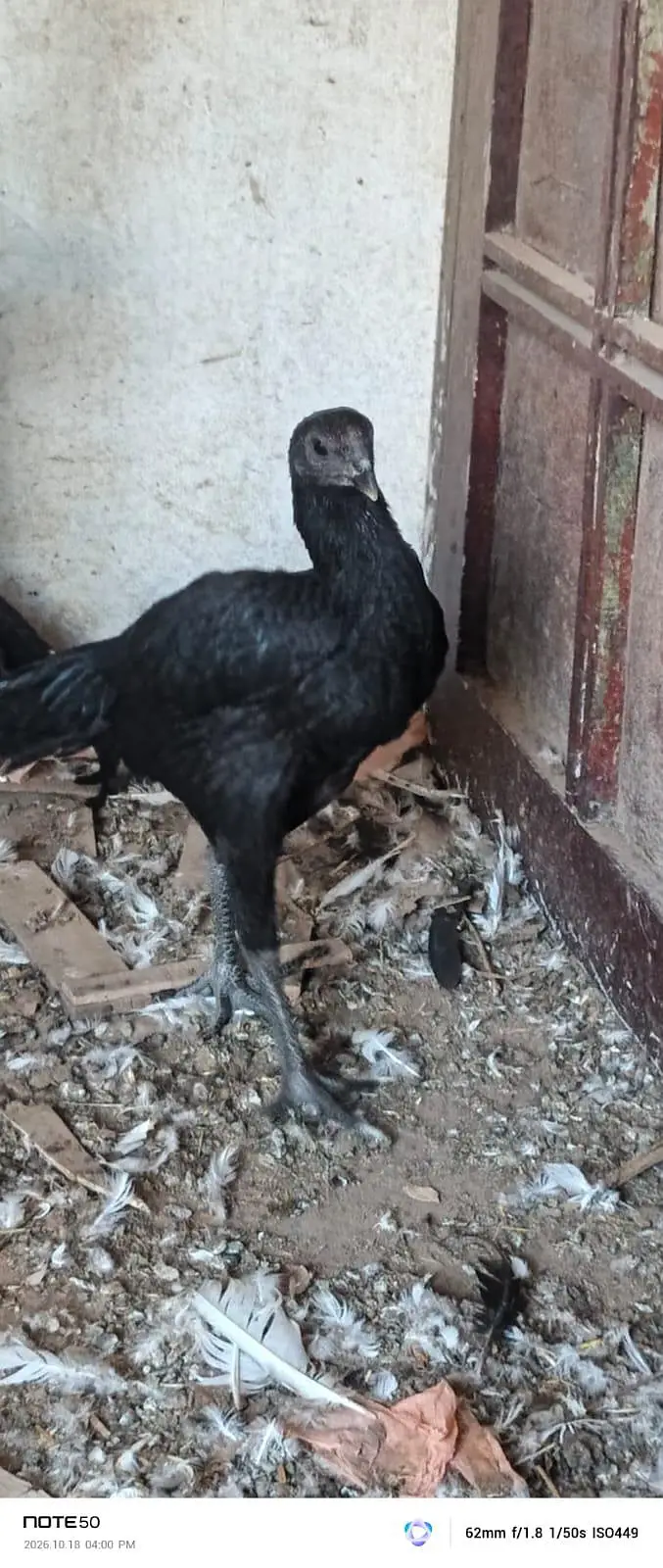 High Quality bird — photo 12