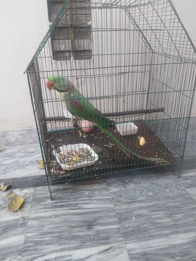 talkative parrot