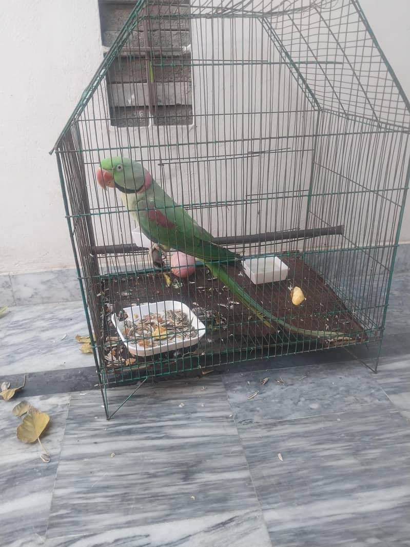 talkative parrot 0