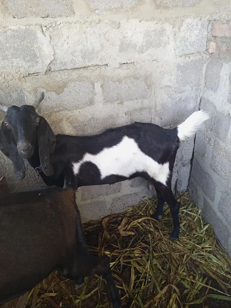 10 month ki 3 bhakiya  hai ek maa do bachi hai color black white hai — photo 2