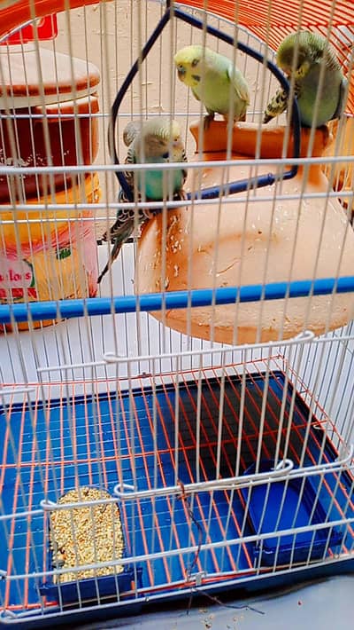 Beautiful  Australian budgies available for sale.