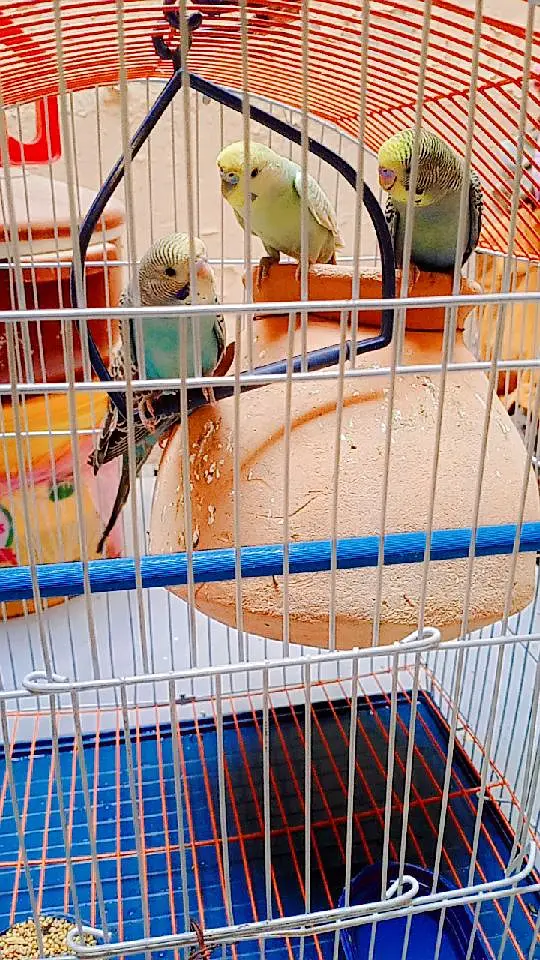 Beautiful  Australian budgies available for sale. — photo 2