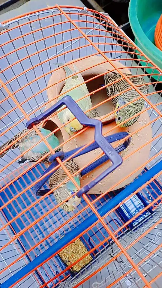 Beautiful  Australian budgies available for sale. — photo 3