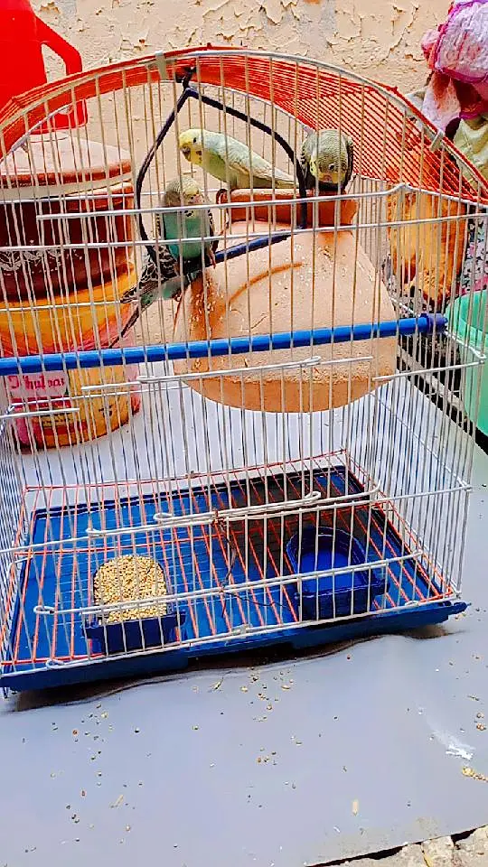 Beautiful  Australian budgies available for sale. — photo 4