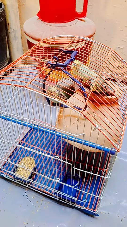 Beautiful  Australian budgies available for sale. — photo 5