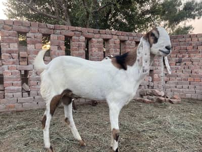 3 beautiful desi big size bakreh