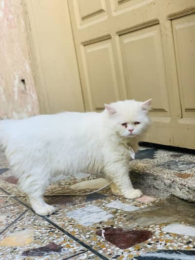 White Persian male capt for sale