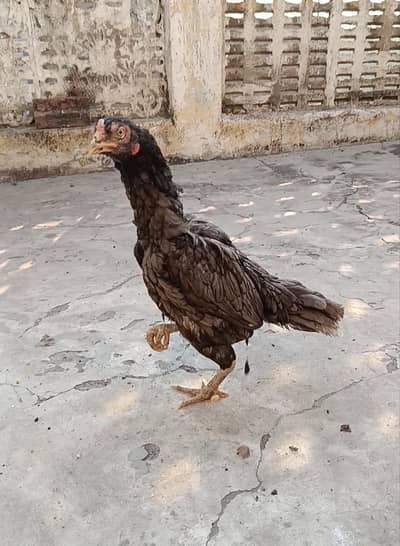 Mianwali aseel hen