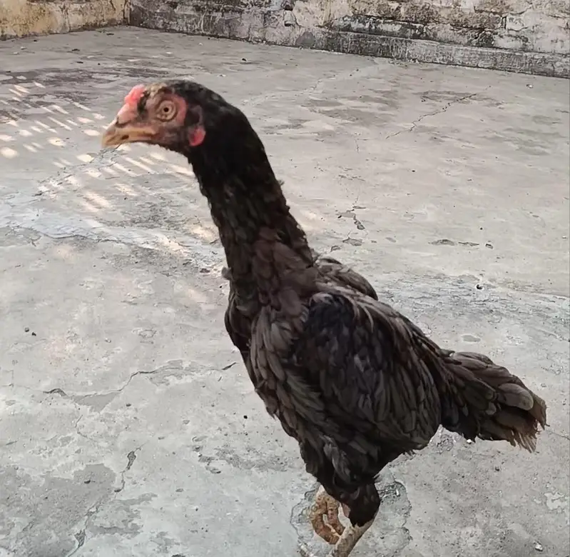Mianwali aseel hen — photo 2