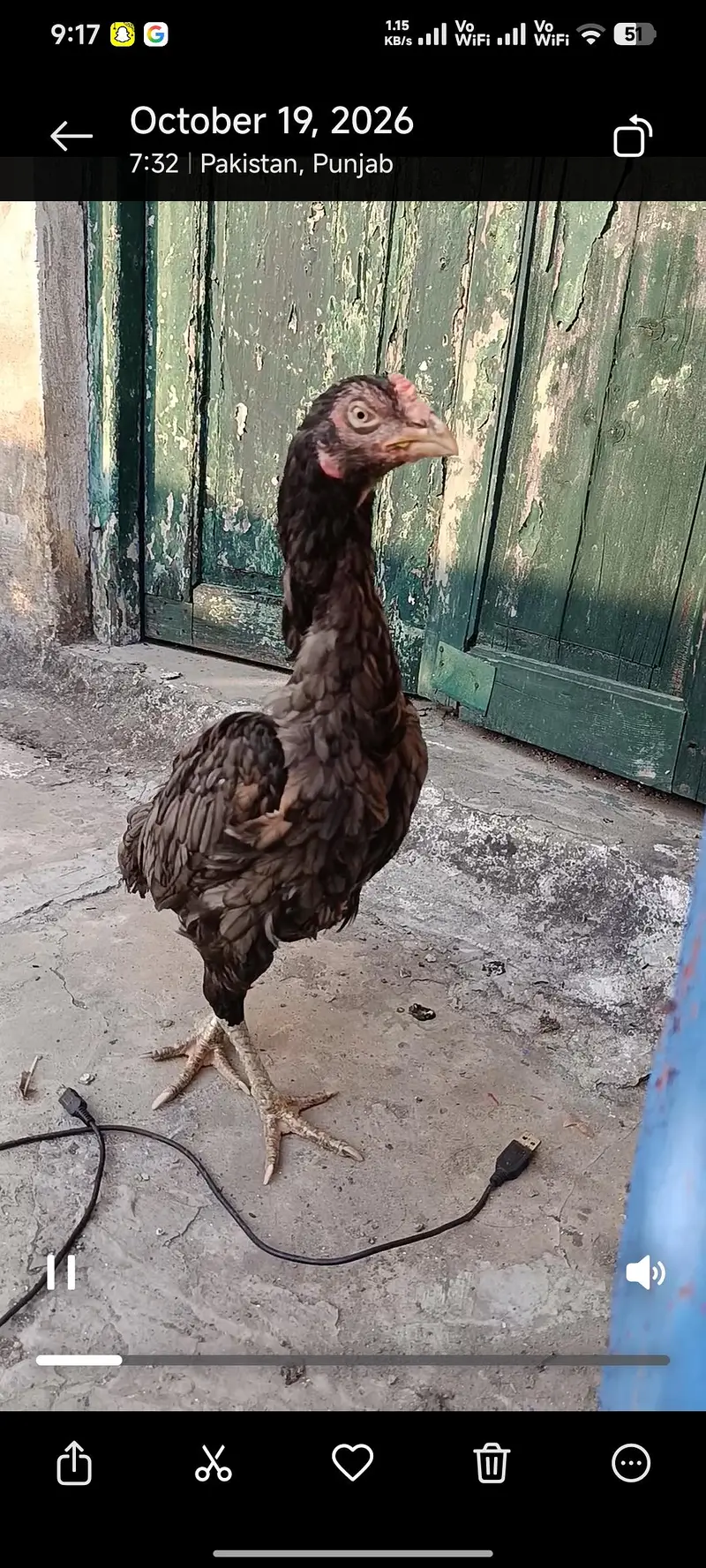 Mianwali aseel hen — photo 3
