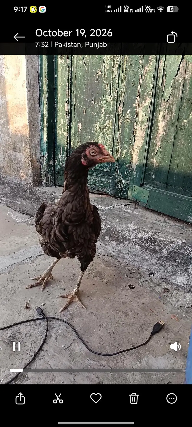 Mianwali aseel hen — photo 4