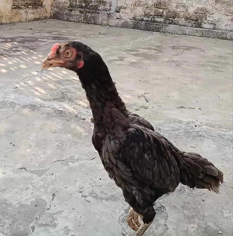 Mianwali aseel hen — photo 5
