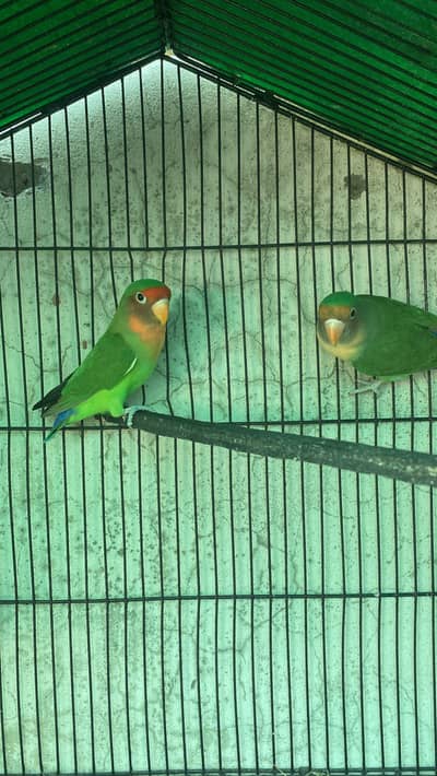 Love bird Top quality pair Exchange possible