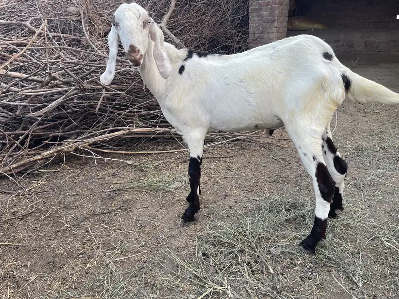 3 beautiful desi big size bakreh — photo 2