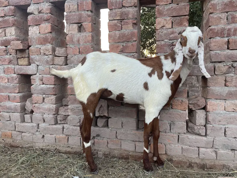 3 beautiful desi big size bakreh — photo 3