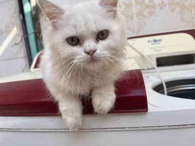 white and smoke grey females kittens
