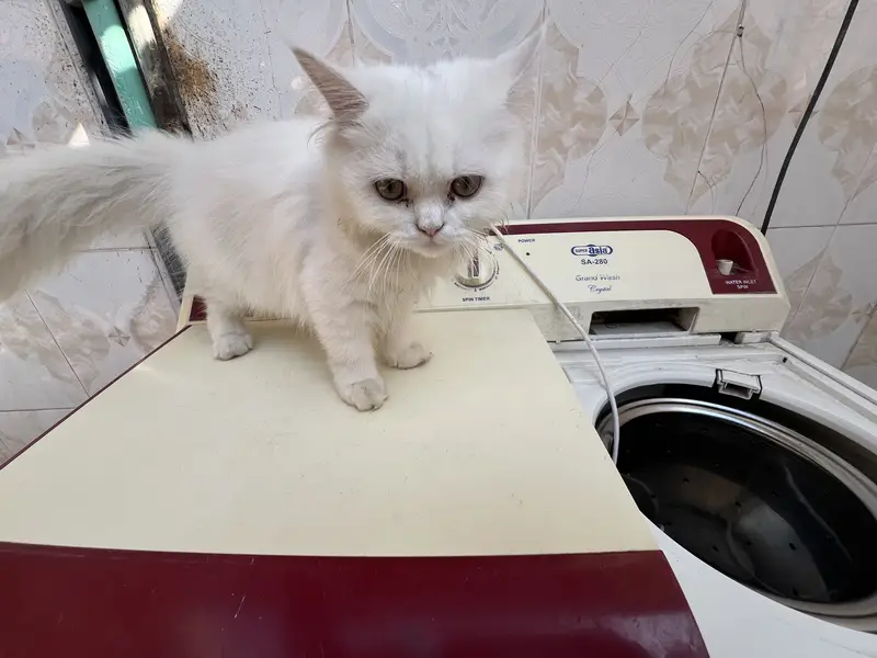 white and smoke grey females kittens — photo 3
