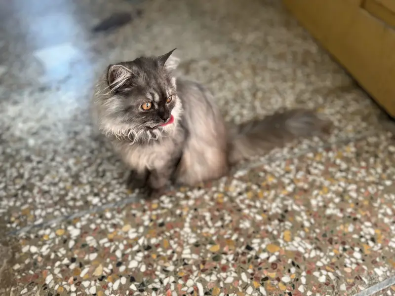 white and smoke grey females kittens — photo 4