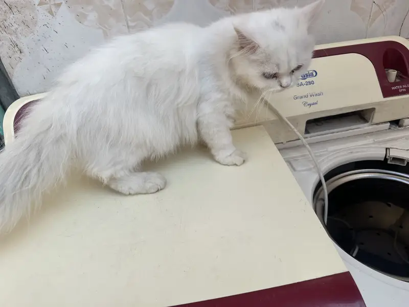 white and smoke grey females kittens — photo 5
