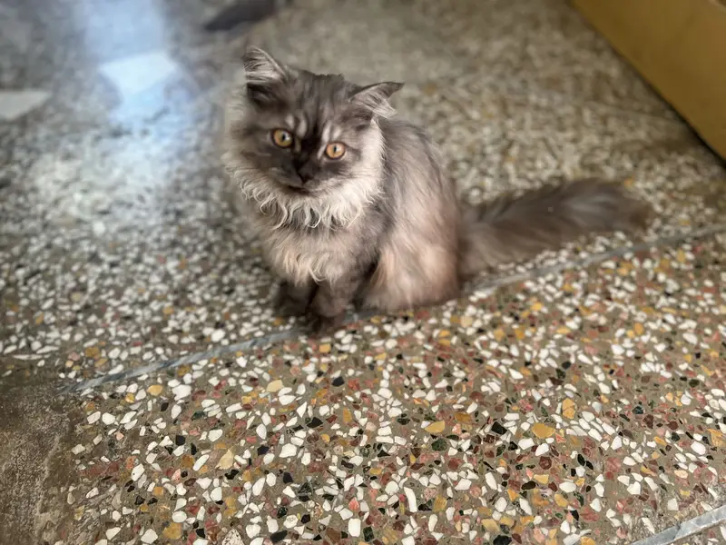 white and smoke grey females kittens — photo 7