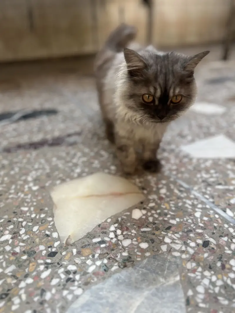 white and smoke grey females kittens — photo 8