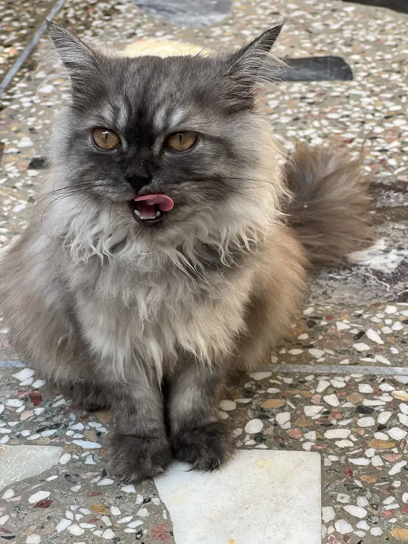 white and smoke grey females kittens — photo 9
