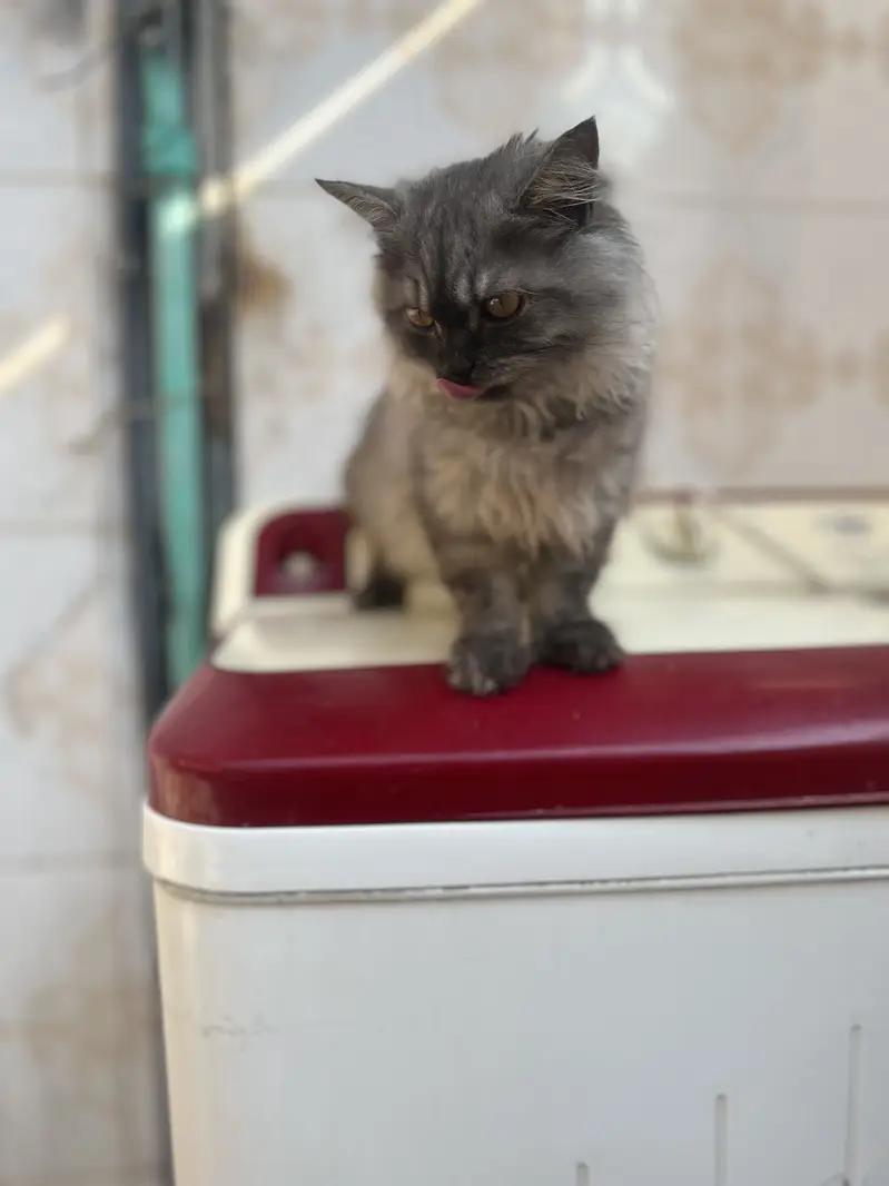 white and smoke grey females kittens — photo 11