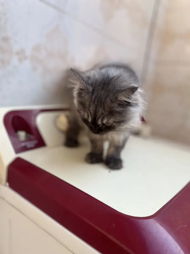 white and smoke grey females kittens — photo 12