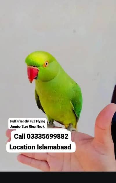 Hand Tamed Full Friendly Full Flying Green Ring Neck Male Parrot Jumbo