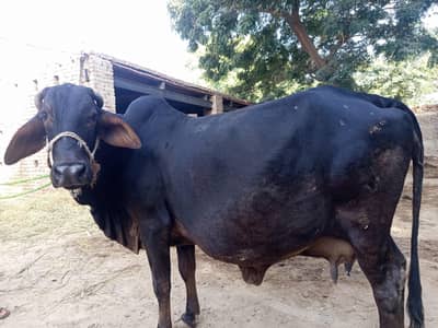 Cholistani 8.5 month Pregnant Cow