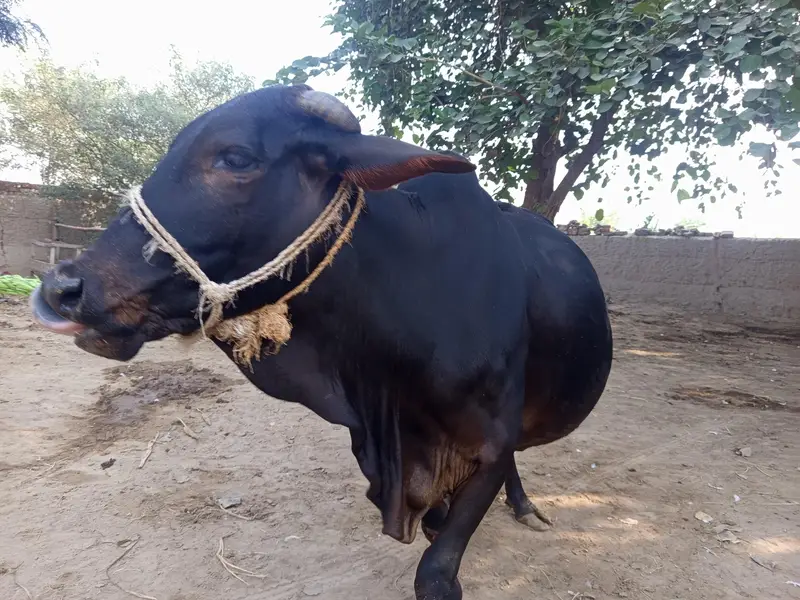 Cholistani 8.5 month Pregnant Cow — photo 2