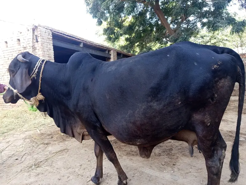 Cholistani 8.5 month Pregnant Cow — photo 3