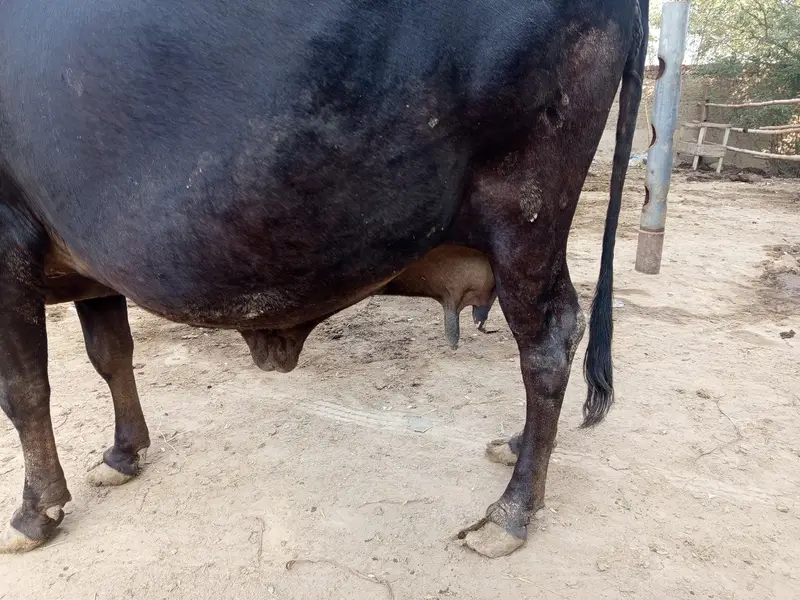 Cholistani 8.5 month Pregnant Cow — photo 4