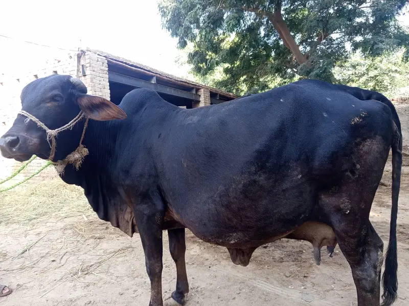 Cholistani 8.5 month Pregnant Cow — photo 5