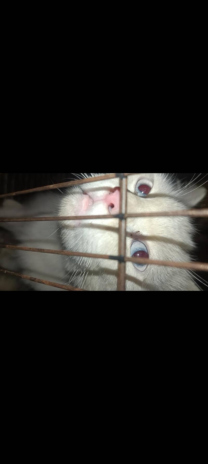 Persian cat 0
