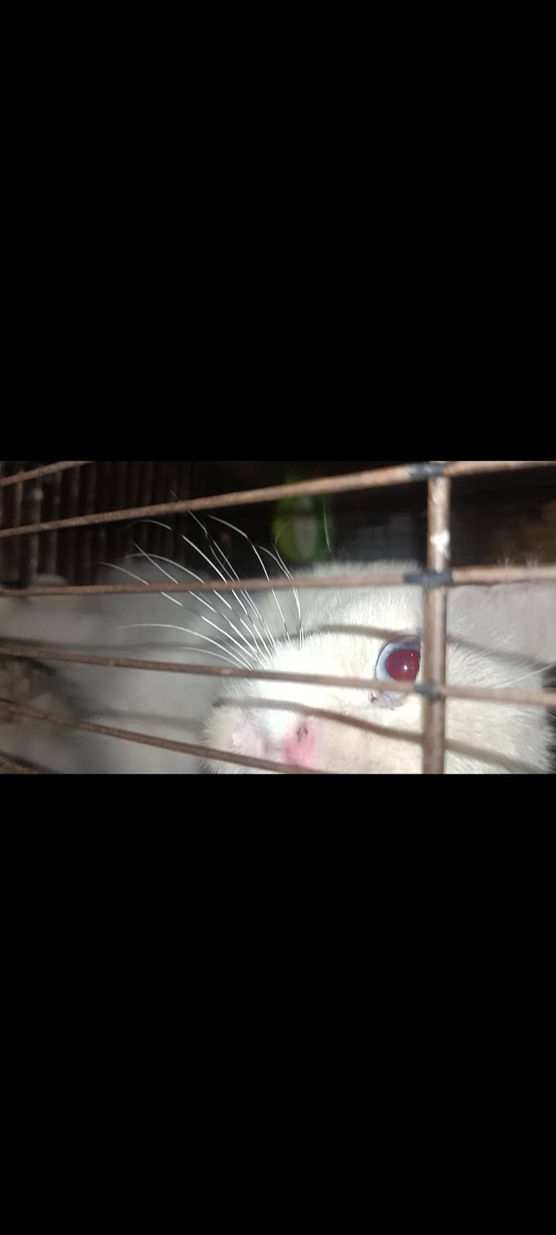 Persian cat 1