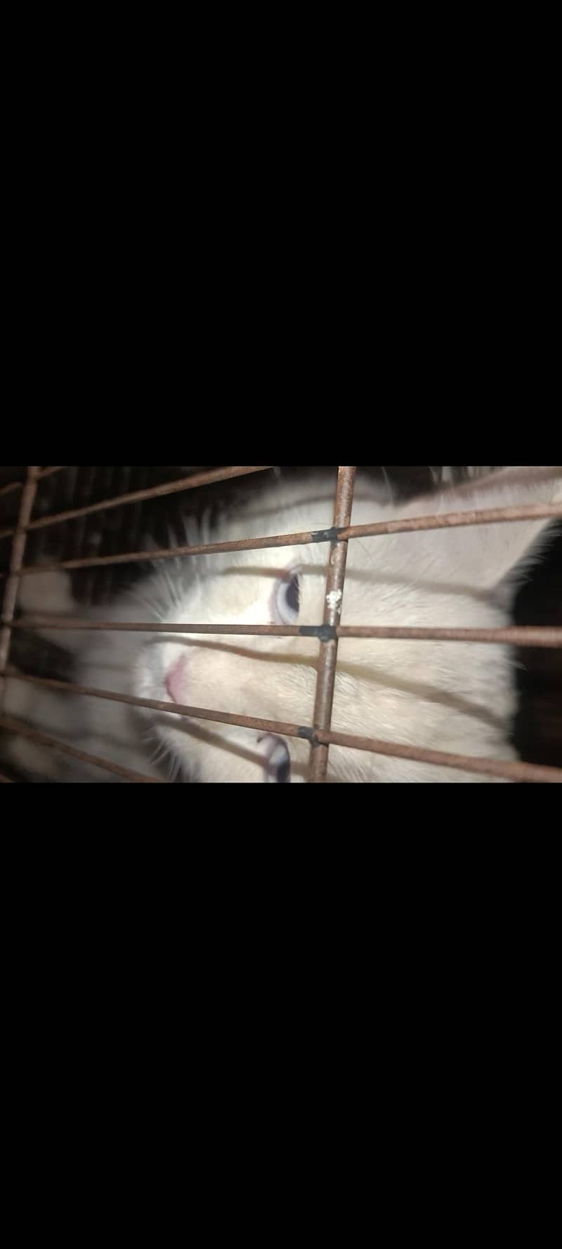 Persian cat 3