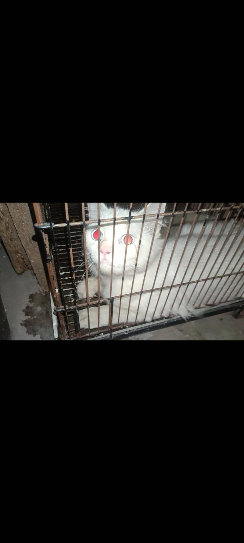 Persian cat 4