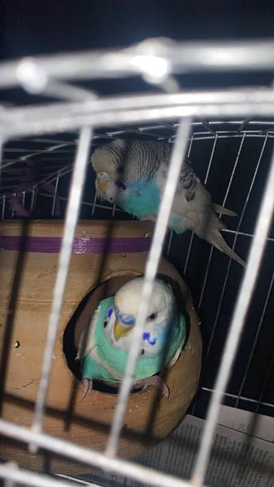 Australian Parrot/Budgies pair for sale