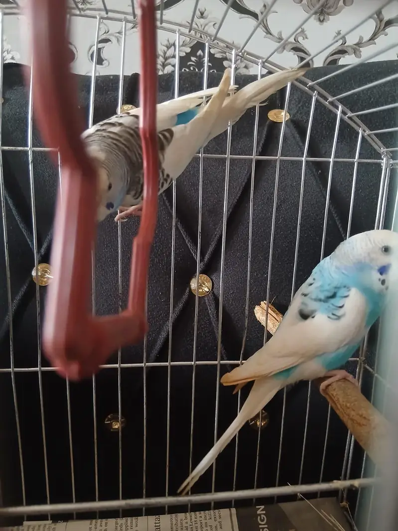 Australian Parrot/Budgies pair for sale — photo 2