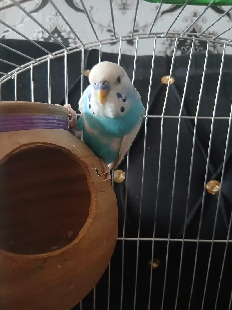 Australian Parrot/Budgies pair for sale — photo 5