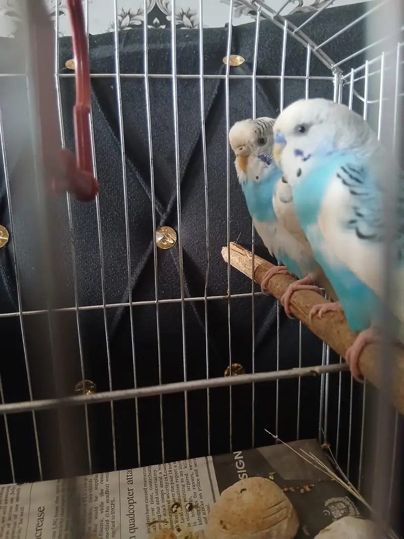 Australian Parrot/Budgies pair for sale — photo 6