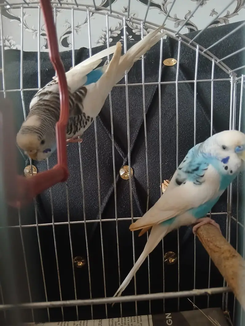 Australian Parrot/Budgies pair for sale — photo 7