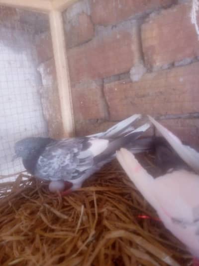 6 Kabutar for sale 2 bachy or 2 pair high quality